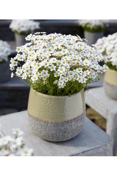 Камнеломка Айс Корал Перл Вайт в кашпо